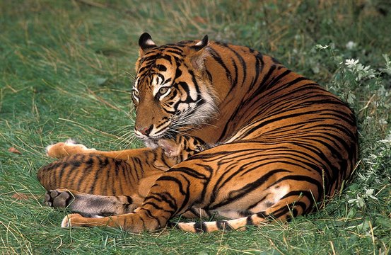 Sumatran Tiger, panthera tigris sumatrae, Mother and Cub Suckling