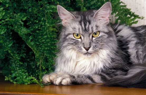 Silver Tabby Maine Coon, Adult laying near House Plant