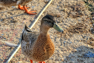 Portrait of a brown duck