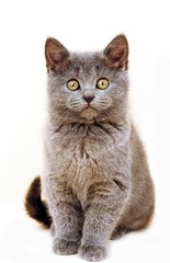 Chartreux Domestic Cat, Kitten sitting against White Background