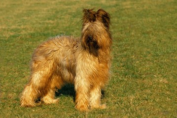 Naklejka na ściany i meble Briard Dog (old standard breed with cut ears)