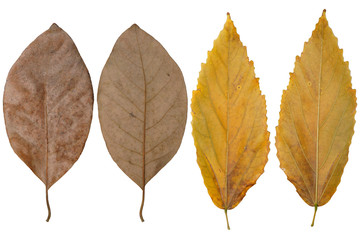 Dry leaf isolated on white background.