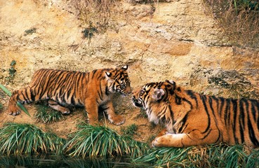 Sumatran Tiger, panthera tigris sumatrae, Mother and Cub