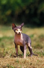 Sphynx Cat, a Domestic Cat Breed without Hair