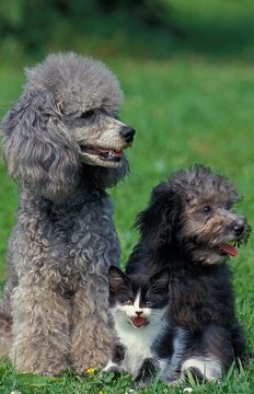 Apricot Standard Poodle, Mother, Pup and Kitten sitting on Grass