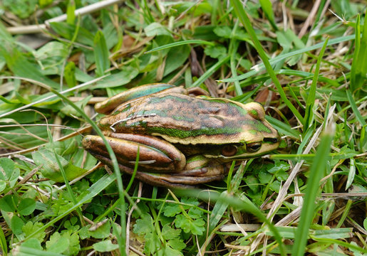 Green and golden bell frog, Litoria aurea, close-up hiding in the grass.