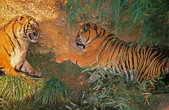 Sumatran Tiger, panthera tigris sumatrae, Adults fighting