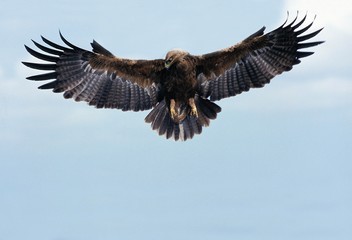 Fototapeta na wymiar Tawny Eagle, aquila rapax, Adult in Flight, Masai Mara Park in Kenya