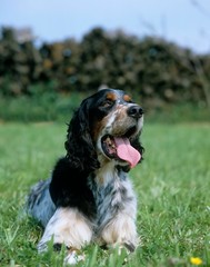 Eenglish Setter Dog, Adult laying on Grass with Tongue out