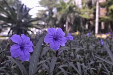 ruellia tuberosa, tropical purple flowers