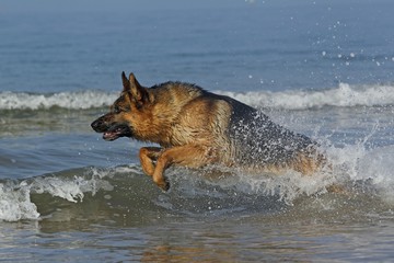 German Shepherd, Male playing in Waves, beach in Normandy