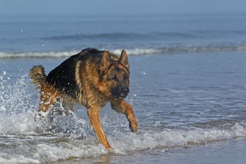 German Shepherd, Male playing in Waves, beach in Normandy