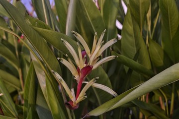 Obraz premium heliconia is a beautiful flower, a tropical summer flower