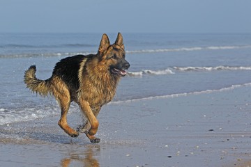 German Shepherd, Male running on beach in Normandy