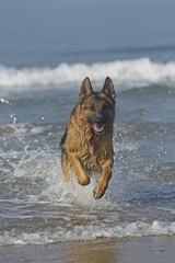 German Shepherd, Male playing in Waves, beach in Normandy