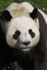Obraz na płótnie Canvas Giant Panda, ailuropoda melanoleuca, Portrait of Adult