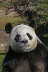 Obraz na płótnie Canvas Giant Panda, ailuropoda melanoleuca, Portrait of Adult
