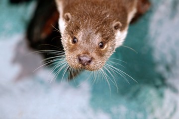 European Otter, lutra lutra, Portrait of Adult, Pyrennees in the South of France