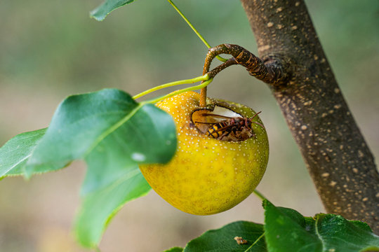 hornet and other insects eat pulp of Asian nashi pears