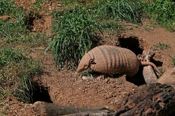Yellow or Six-banded Armadillo, euphractus sexcinctus, Adult standing at Den Entrance