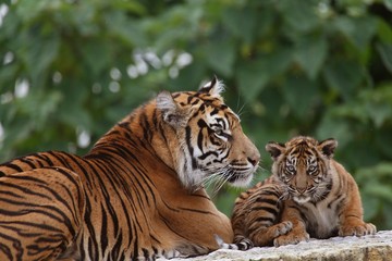 Fototapeta na wymiar Sumatran Tiger, panthera tigris sumatrae, Mother and Cub