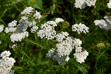 Achillea millefolium