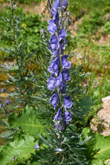 Fototapeta premium Aconitum napellus