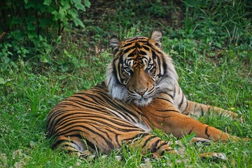 Fototapeta na wymiar Sumatran Tiger, panthera tigris sumatrae, Male laying