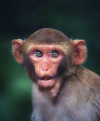 Cute macaque monkey in beautiful blurred background cute monkey close up potrait wallpaper macaque in nature