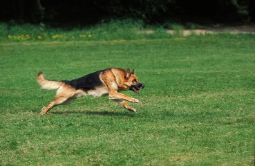 Naklejka na ściany i meble German Shepherd Dog, Adult Running