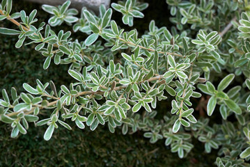 Coprosma kirkii variegata