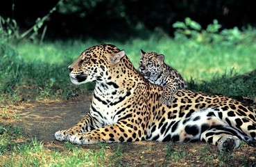 Jaguar, panthera onca, Mother and Cub