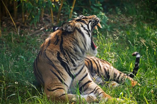 Sumatran Tiger, panthera tigris sumatrae, Male Yawning