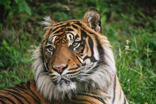 Sumatran Tiger, panthera tigris sumatrae, Portrait of Male