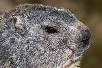 Alpine Marmot, marmota marmota, Portrait of Adult, Alps in South East of France