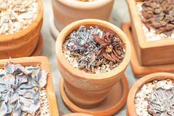 Dry plants die in clay pots because of the hot weather.