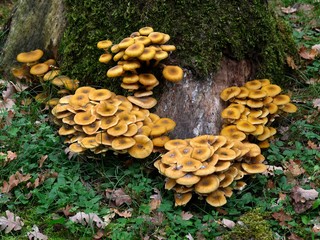 Fungi on Tree Trunk, Aquitaine in France