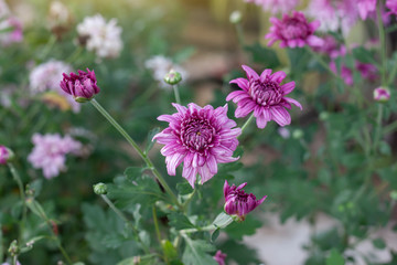 Purple Chrysanthemum bloom in the garden with sunlight on blur nature background.