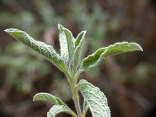 Pianta selvatica