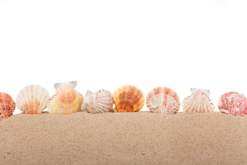 Seashells are sticking out of the sand. Isolated on white background.