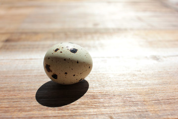 Close-up of single quail egg on wooden background. Natural hard light. Deep shadow