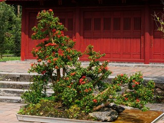 Fototapeta na wymiar Vietnam, Thua Thien Hue Province, Hue City, listed at World Heritage site by Unesco, Blooming Bonsai at Forbidden City or Purple City in the Heart of Imperial City