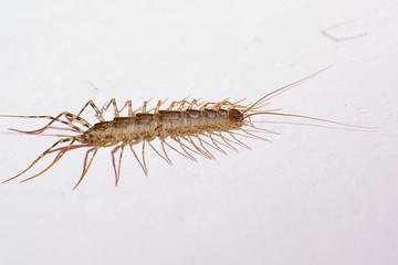 Giant centipede in the house. Emetophobia, afraid of the big bugs. stock photo