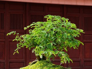 Vietnam, Thua Thien Hue Province, Hue City, listed at World Heritage site by Unesco, Bonsai at Forbidden City or Purple City in the Heart of Imperial City