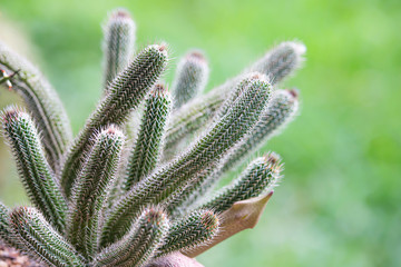 A beautiful thorny cactus in the garden.