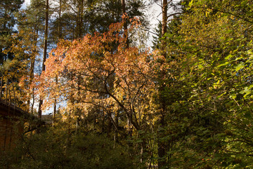 Fototapeta premium Autumn foliage in the evening sun
