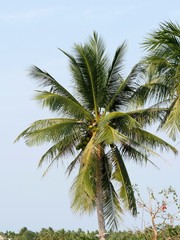 Fototapeta na wymiar Vietnam, Quang Nam Province, Hoi An City, Coconut Tree