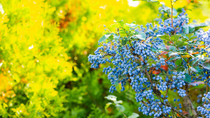 Mahonia aquifolium Oregon-grape or Oregon grape ripen on the branches. Plant in family Berberidaceae. Blue berries on a bush