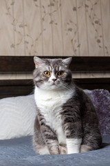 Fototapeta na wymiar Close up handsome gray tabby british shorthair cat is sitting on the bed. Pet. Vertical photography