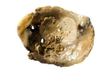 Sea shells isolated on a white background  close up.